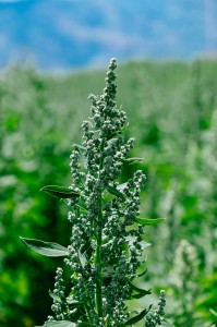 Quinoa-Pflanze